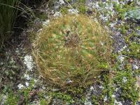 Oroya-borchersii-RMSD315.jpg