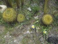 Oroya-borchersii-RMSD316.jpg