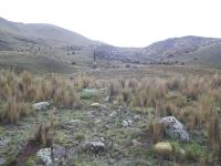 Oroya-borchersii-RMSD317.jpg