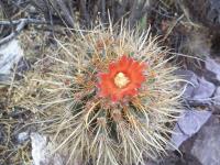 Parodia-commutans-ou-maassii-ou-ritteri-RMSD230.jpg
