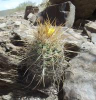 Parodia-commutans-ou-maassii-ou-ritteri-RMSD237.jpg