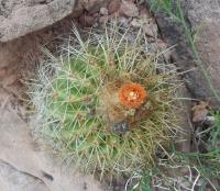 Parodia-commutans-ou-maassii-ou-ritteri-RMSD240.jpg