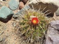 Parodia-maassii-RMSD222.jpg