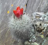 Parodia-nivosa-RMSD213.jpg