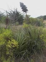 Puya-chilensis-RMSD165.jpg