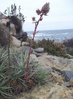 Puya-venusta-RMSD166.jpg