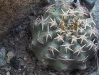 Pygmaeocereus-bieblii-ssp.-bieblii-RMSD326.jpg