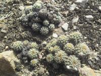 Pygmaeocereus-bieblii-ssp.-bieblii-RMSD331.jpg