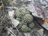 Pygmaeocereus-bieblii-ssp.-kuehhasii-RMSD335.jpg