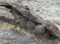 Pygmaeocereus-bylesianus-RMSD275.jpg