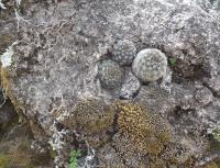 Rebutia-steinmannii-camargoensis-RMSD241.jpg