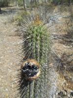 Trichocereus-chiloensis-RMSD172.jpg