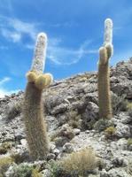 Trichocereus-pasacana-RMSD227.jpg