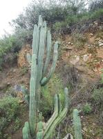 Trichocereus-peruvianus-RMSD320.jpg