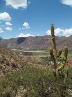 Trichocereus-tacaquirensis-RMSD233.jpg