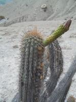 Weberbauerocereus-torataensis-weberbaueri-RMSD263.jpg