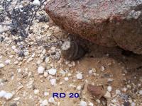 RD-20.jpg