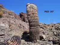 RD-27.jpg