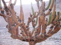 RD-33.jpg