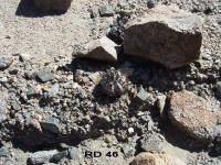 RD-46.jpg