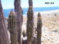 RD-53.jpg