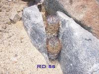 RD-56.jpg