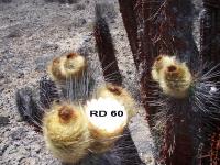 RD-60.jpg