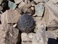 RD-70.jpg