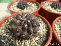 RD-77-C.jpg