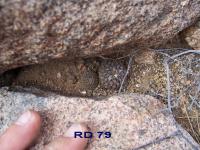 RD-79.jpg