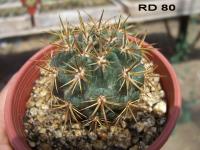RD-80-C.jpg