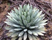 Agave macroacantha RUS-099.jpg