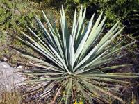 Agave tequilana RUS -107.jpg