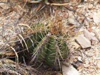 Astrophytum ornatum. v. glabrescens RUS-065.jpg