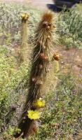 Bergerocactus emoryi RUS-151.jpg