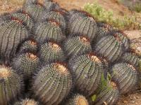 Cop_ cinerea v_longistaminea 222.jpg