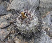 Copiapoa calderana (minima) RUS-243.jpg