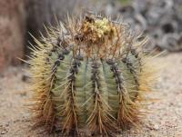 Copiapoa calderana (nice typ) RUS- 244.jpg