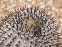 Copiapoa cinerea RUS-242.jpg