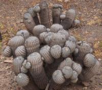 Copiapoa cinerea f. many heads RUS-227.jpg