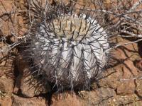 Copiapoa cinerea v. philippi RUS-241.jpg