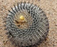 Copiapoa columna-alba RUS-221.jpg