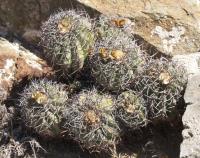 Copiapoa coquimbana RUS-200.jpg