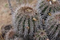 Copiapoa coquimbana RUS-201.jpg