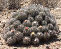 Copiapoa coquimbana RUS-255.jpg