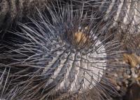 Copiapoa dealbata RUS-250.jpg