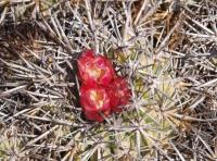 Copiapoa desertorum RUS-224.jpg