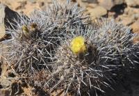 Copiapoa echinata RUS-251.jpg