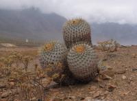 Copiapoa gigantea RUS-228.jpg