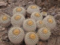 Copiapoa haseltoniana RUS-229.jpg